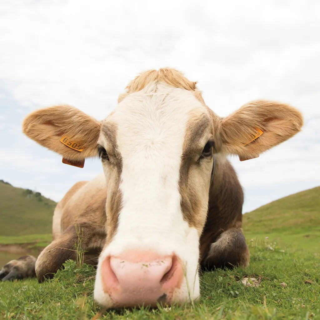 Close Up I Crop by Aledanda. SKU 38291a. Archival Giclee Fine art print for wall decor.