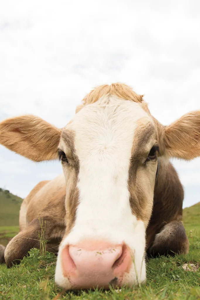 Close Up I v2 Crop by Aledanda. SKU 43244h. Archival Giclee Fine art print for wall decor.