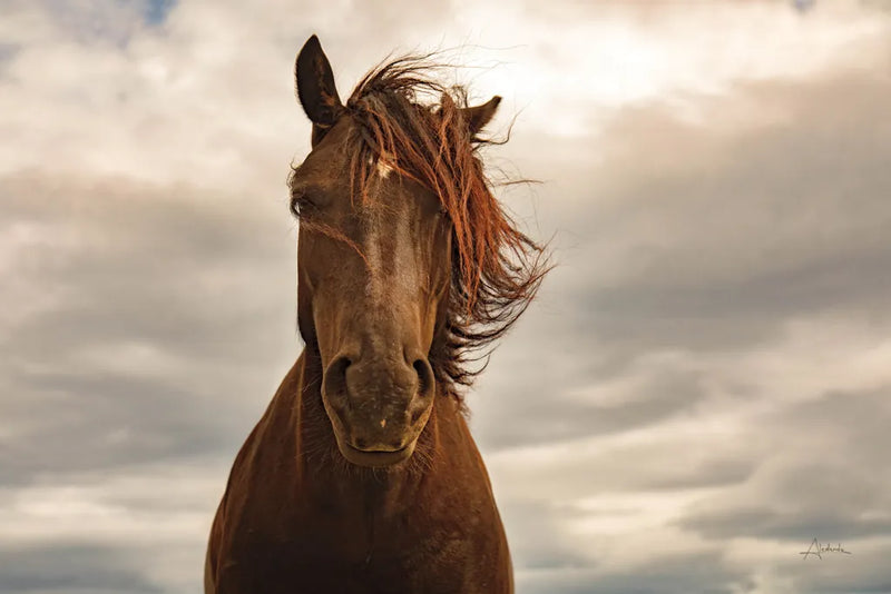 Companion by Aledanda. SKU 98035i. Archival Giclee Fine art print for wall decor.