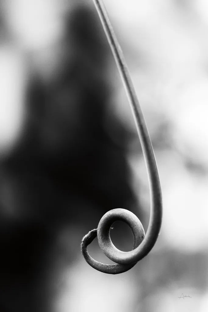 Curly Cue by Aledanda. SKU 55303h. Archival Giclee Fine art print for wall decor.