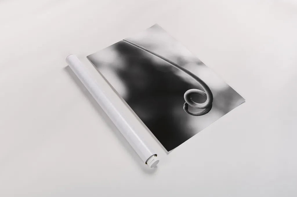 Curly Cue by Aledanda. shown as a rolled paper print. Available as archival giclee rolled canvas, fine art paper, or poster print. SKU 55303h.