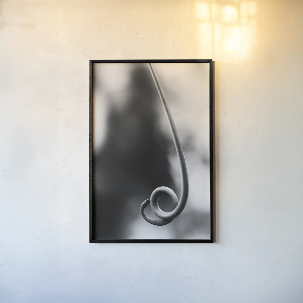 Curly Cue by Aledanda. shown as a paper print in a black flame. Available as a archival giclee rolled canvas, fine art paper, or poster print. SKU 55303h.