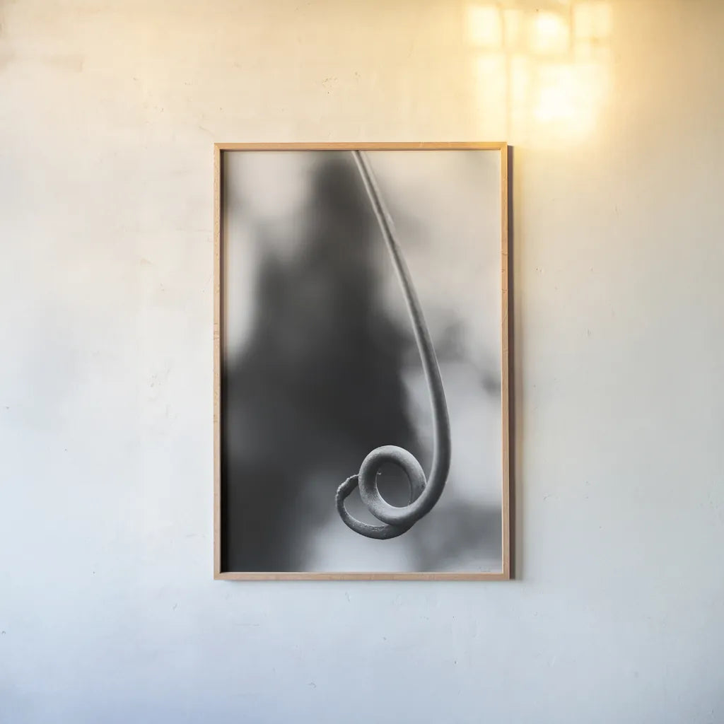 Curly Cue by Aledanda. shown as a paper print in a natural frame. Available as a archival giclee rolled canvas, fine art paper, or poster print. SKU 55303h.