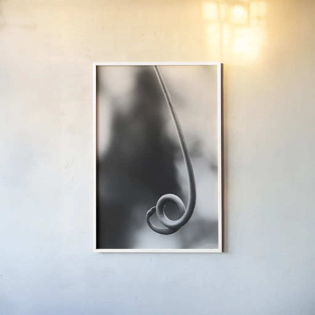 Curly Cue by Aledanda. shown as a paper print in a white frame. Available as a archival giclee rolled canvas, fine art paper, or poster print. SKU 55303h.
