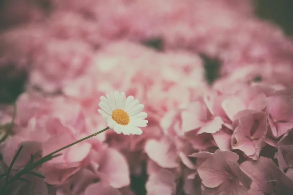 Daisy Dreams by Aledanda. SKU 63214i. Archival Giclee Fine art print for wall decor.