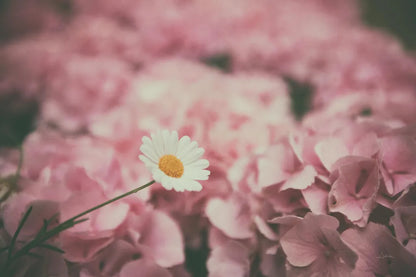 Daisy Dreams by Aledanda. SKU 63214i. Archival Giclee Fine art print for wall decor.