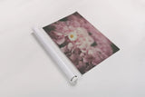 Daisy Dreams by Aledanda. shown as a rolled paper print. Available as archival giclee rolled canvas, fine art paper, or poster print. SKU 63214i.