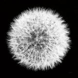 Dandelion on Black I by Aledanda. SKU 55250a. Archival Giclee Fine art print for wall decor.