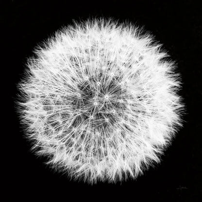 Dandelion on Black I by Aledanda. SKU 55250a. Archival Giclee Fine art print for wall decor.