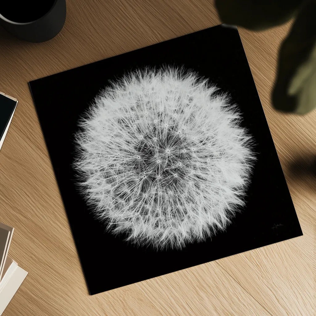 Dandelion on Black I by Aledanda. Shown as a detailed flat fine art print, highlighting archival giclee quality. Available as an archival giclee rolled canvas, fine art paper, or poster print. SKU 55250a.