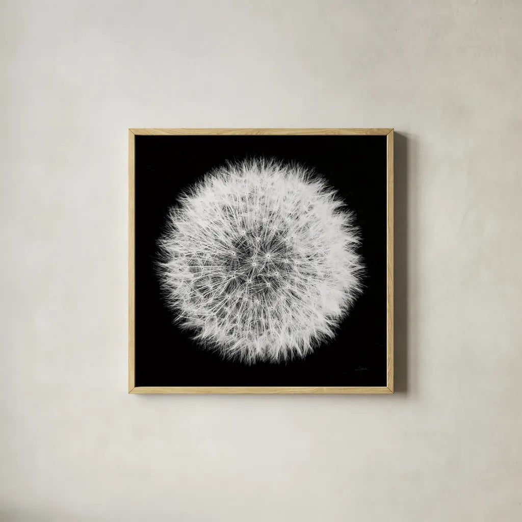 Dandelion on Black I by Aledanda. Shown in a natural wood glass frame for a timeless modern aesthetic. Available as an archival giclee rolled canvas, fine art paper, or poster print. SKU 55250a.