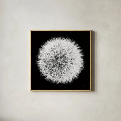 Dandelion on Black I by Aledanda. Shown in a natural wood glass frame for a timeless modern aesthetic. Available as an archival giclee rolled canvas, fine art paper, or poster print. SKU 55250a.