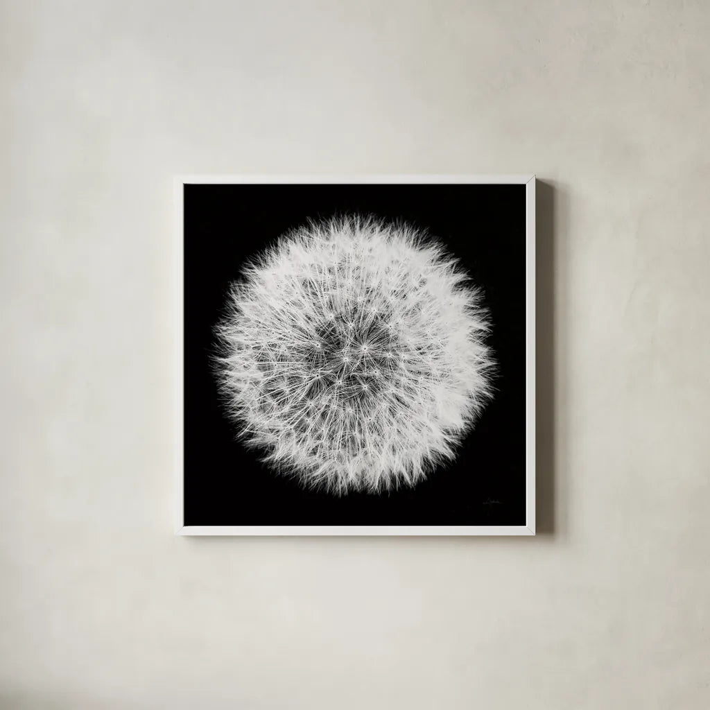 Dandelion on Black I by Aledanda. Shown in a crisp white glass frame for a clean and minimalist style. Available as an archival giclee rolled canvas, fine art paper, or poster print. SKU 55250a.