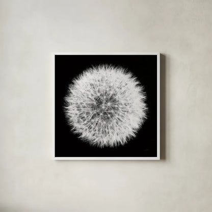 Dandelion on Black I by Aledanda. Shown in a crisp white glass frame for a clean and minimalist style. Available as an archival giclee rolled canvas, fine art paper, or poster print. SKU 55250a.