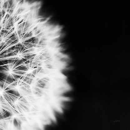 Dandelion on Black II by Aledanda. SKU 55251a. Archival Giclee Fine art print for wall decor.