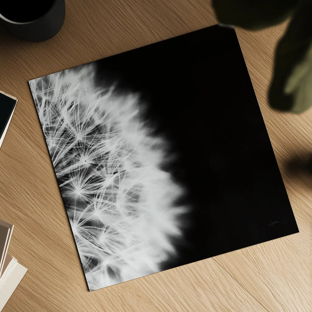 Dandelion on Black II by Aledanda. Shown as a detailed flat fine art print, highlighting archival giclee quality. Available as an archival giclee rolled canvas, fine art paper, or poster print. SKU 55251a.