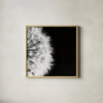 Dandelion on Black II by Aledanda. Shown in a natural wood glass frame for a timeless modern aesthetic. Available as an archival giclee rolled canvas, fine art paper, or poster print. SKU 55251a.