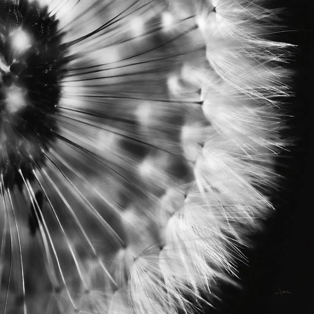 Dandelion on Black III by Aledanda. SKU 55252a. Archival Giclee Fine art print for wall decor.