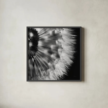 Dandelion on Black III by Aledanda. Shown in a sleek black glass frame for a contemporary gallery look. Available as an archival giclee rolled canvas, fine art paper, or poster print. SKU 55252a.