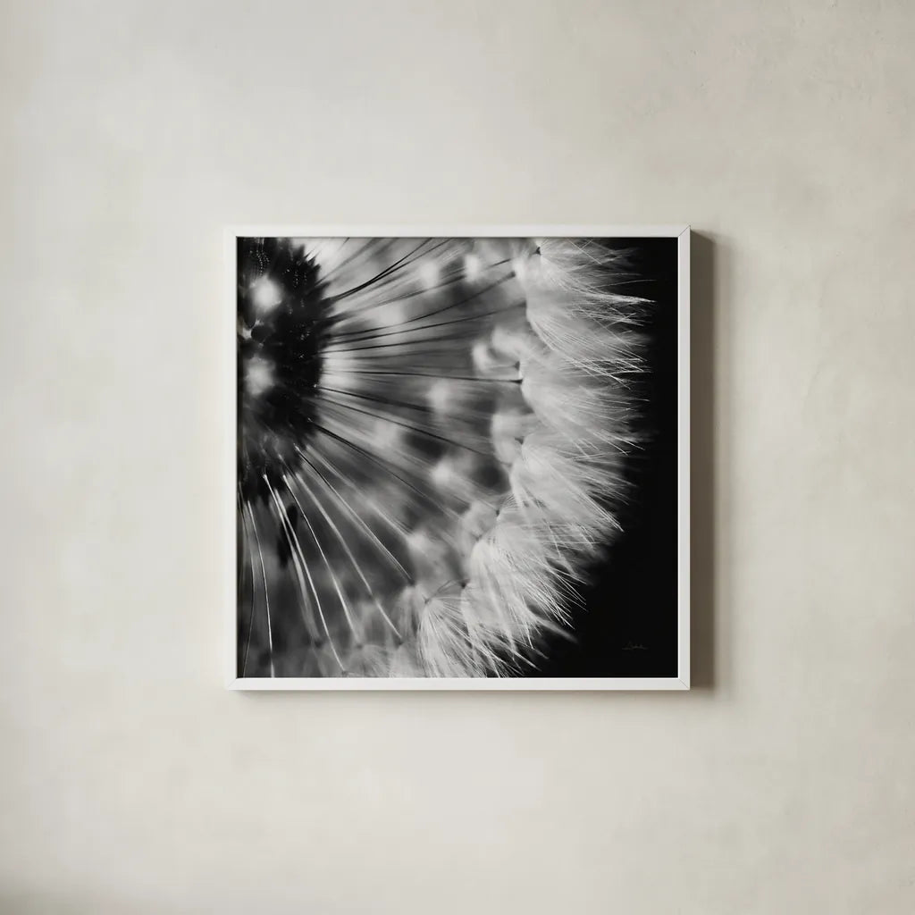 Dandelion on Black III by Aledanda. Shown in a crisp white glass frame for a clean and minimalist style. Available as an archival giclee rolled canvas, fine art paper, or poster print. SKU 55252a.