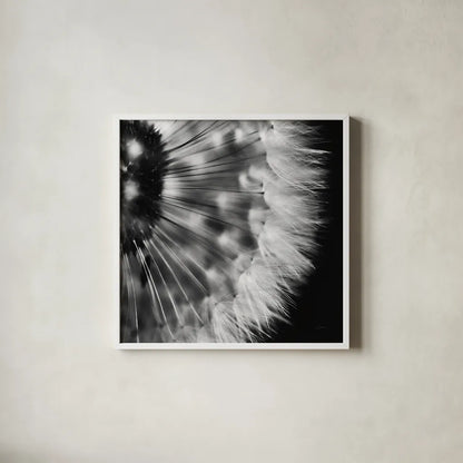 Dandelion on Black III by Aledanda. Shown in a crisp white glass frame for a clean and minimalist style. Available as an archival giclee rolled canvas, fine art paper, or poster print. SKU 55252a.