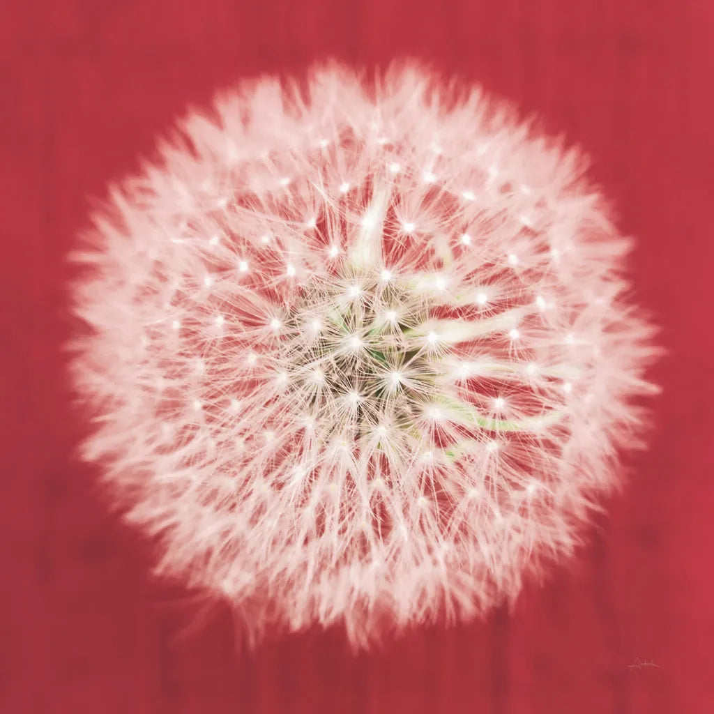 Dandelion on Red I by Aledanda. SKU 55244a. Archival Giclee Fine art print for wall decor.