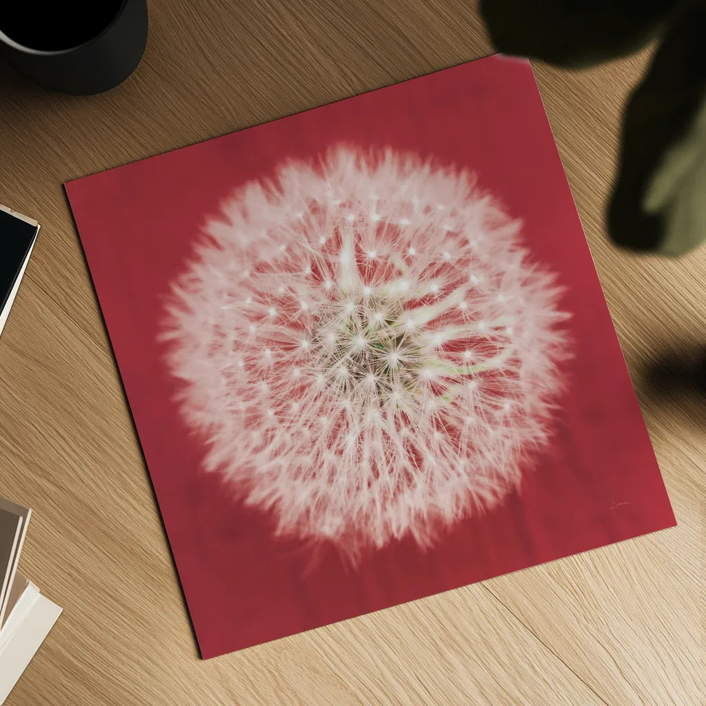 Dandelion on Red I by Aledanda. Shown as a detailed flat fine art print, highlighting archival giclee quality. Available as an archival giclee rolled canvas, fine art paper, or poster print. SKU 55244a.