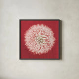 Dandelion on Red I by Aledanda. Shown in a sleek black glass frame for a contemporary gallery look. Available as an archival giclee rolled canvas, fine art paper, or poster print. SKU 55244a.