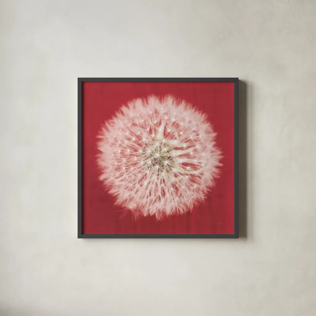 Dandelion on Red I by Aledanda. Shown in a sleek black glass frame for a contemporary gallery look. Available as an archival giclee rolled canvas, fine art paper, or poster print. SKU 55244a.
