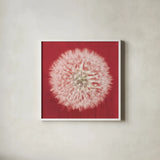 Dandelion on Red I by Aledanda. Shown in a crisp white glass frame for a clean and minimalist style. Available as an archival giclee rolled canvas, fine art paper, or poster print. SKU 55244a.