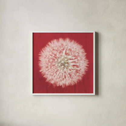 Dandelion on Red I by Aledanda. Shown in a crisp white glass frame for a clean and minimalist style. Available as an archival giclee rolled canvas, fine art paper, or poster print. SKU 55244a.