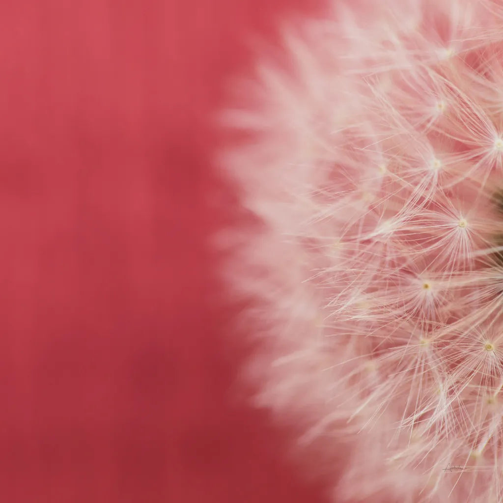 Dandelion on Red II by Aledanda. SKU 55245a. Archival Giclee Fine art print for wall decor.