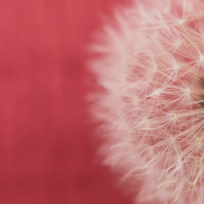 Dandelion on Red II by Aledanda. SKU 55245a. Archival Giclee Fine art print for wall decor.