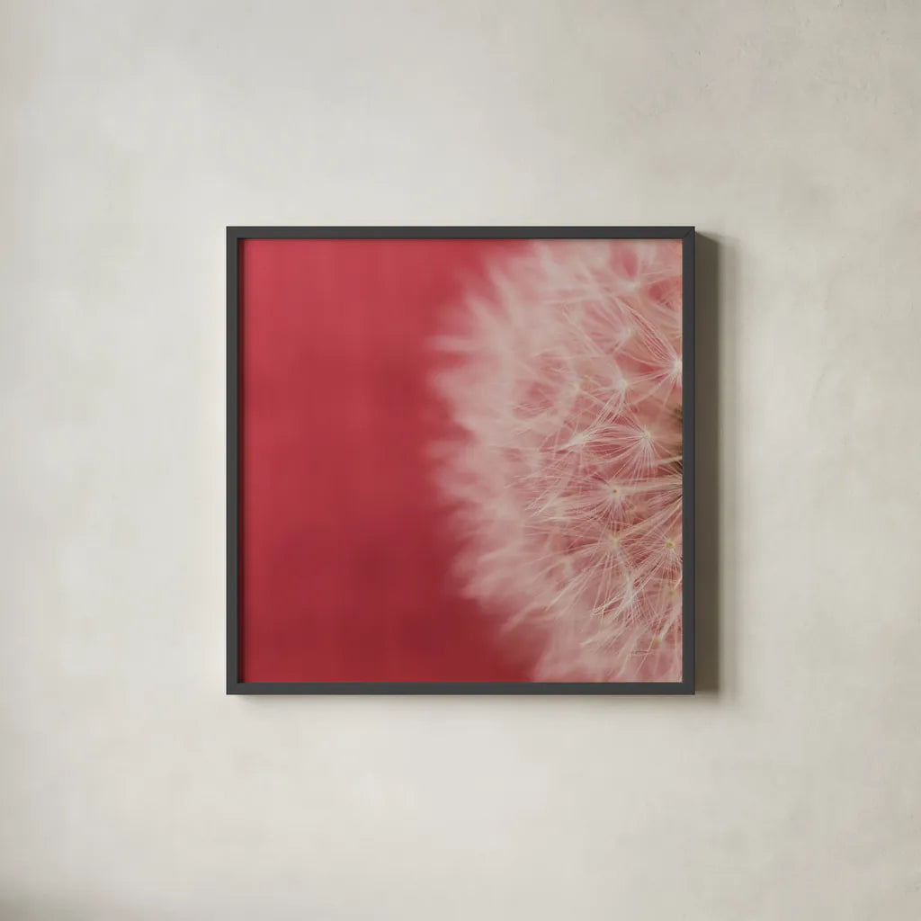 Dandelion on Red II by Aledanda. Shown in a sleek black glass frame for a contemporary gallery look. Available as an archival giclee rolled canvas, fine art paper, or poster print. SKU 55245a.