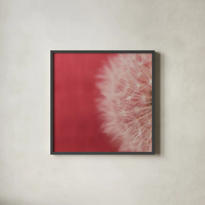 Dandelion on Red II by Aledanda. Shown in a sleek black glass frame for a contemporary gallery look. Available as an archival giclee rolled canvas, fine art paper, or poster print. SKU 55245a.