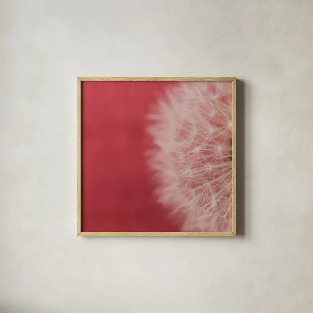 Dandelion on Red II by Aledanda. Shown in a natural wood glass frame for a timeless modern aesthetic. Available as an archival giclee rolled canvas, fine art paper, or poster print. SKU 55245a.