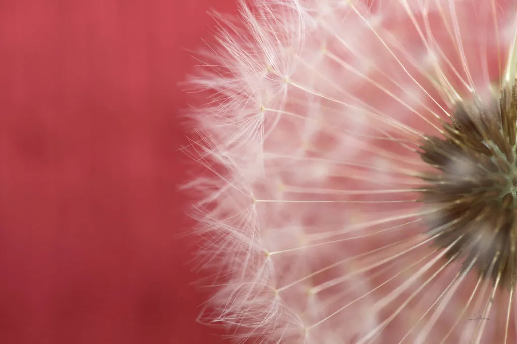 Dandelion on Red III by Aledanda. SKU 55246i. Archival Giclee Fine art print for wall decor.