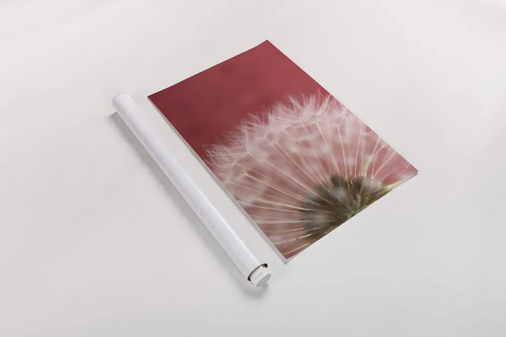 Dandelion on Red III by Aledanda. shown as a rolled paper print. Available as archival giclee rolled canvas, fine art paper, or poster print. SKU 55246i.