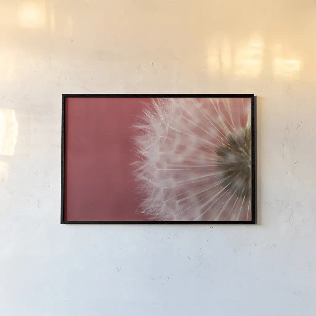 Dandelion on Red III by Aledanda. shown as a paper print in a black flame. Available as a archival giclee rolled canvas, fine art paper, or poster print. SKU 55246i.