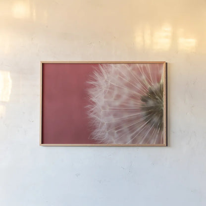 Dandelion on Red III by Aledanda. shown as a paper print in a natural frame. Available as a archival giclee rolled canvas, fine art paper, or poster print. SKU 55246i.
