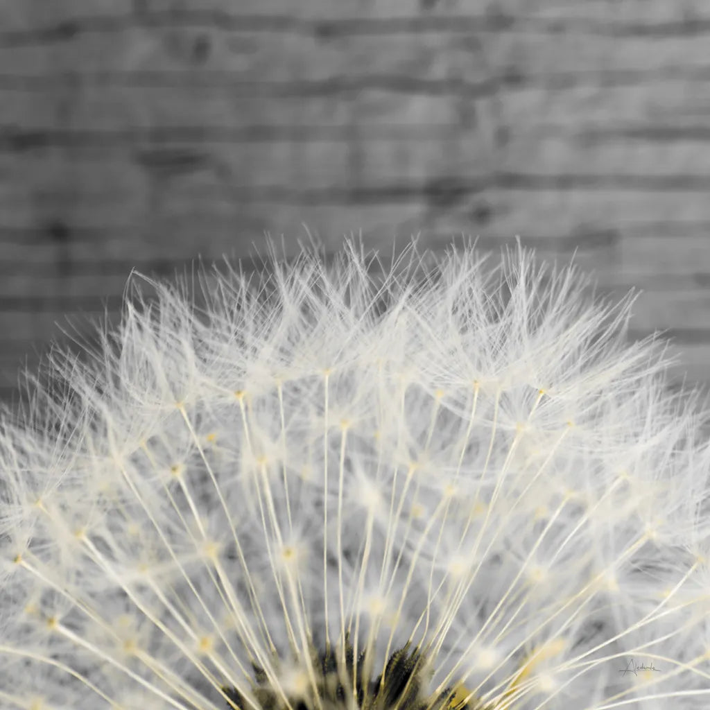 Delicate Dandelion by Aledanda. SKU 55305a. Archival Giclee Fine art print for wall decor.