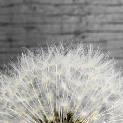 Delicate Dandelion by Aledanda. SKU 55305a. Archival Giclee Fine art print for wall decor.