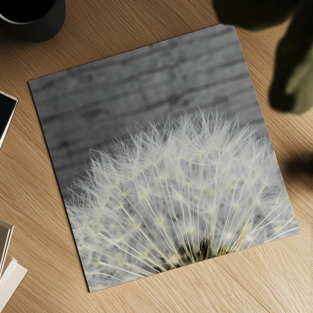 Delicate Dandelion by Aledanda. Shown as a detailed flat fine art print, highlighting archival giclee quality. Available as an archival giclee rolled canvas, fine art paper, or poster print. SKU 55305a.