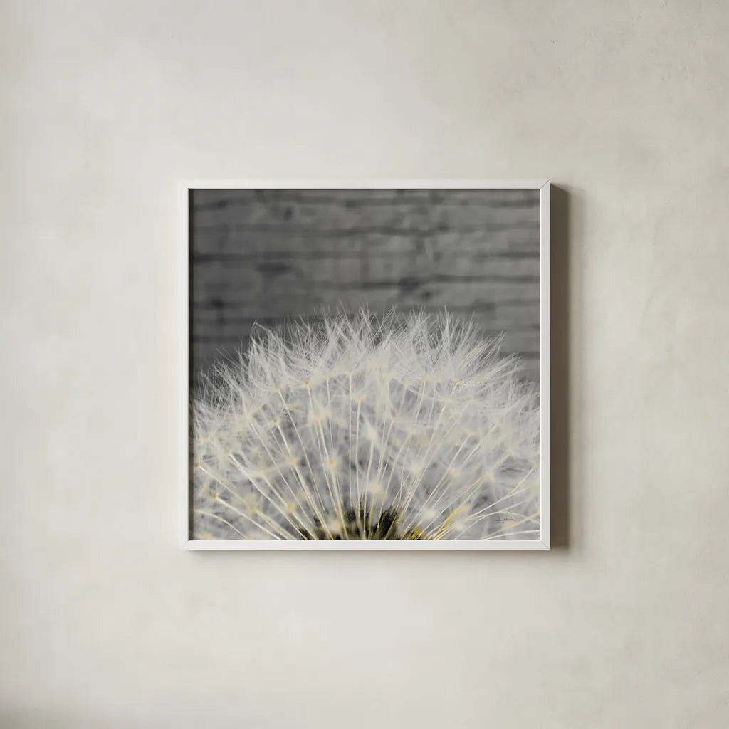 Delicate Dandelion by Aledanda. Shown in a crisp white glass frame for a clean and minimalist style. Available as an archival giclee rolled canvas, fine art paper, or poster print. SKU 55305a.