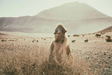 Desert Camel by Aledanda. SKU 63225i. Archival Giclee Fine art print for wall decor.
