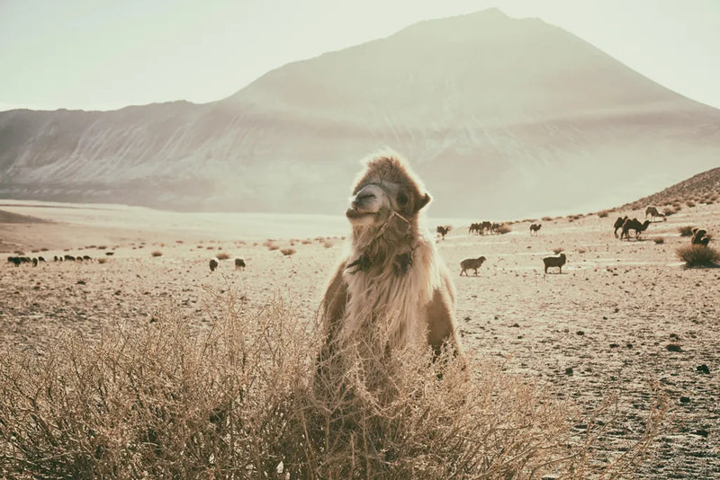 Desert Camel by Aledanda. SKU 63225i. Archival Giclee Fine art print for wall decor.