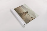 Desert Camel by Aledanda. shown as a rolled paper print. Available as archival giclee rolled canvas, fine art paper, or poster print. SKU 63225i.