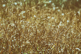 Dew on Grasses by Aledanda. SKU 63215i. Archival Giclee Fine art print for wall decor.