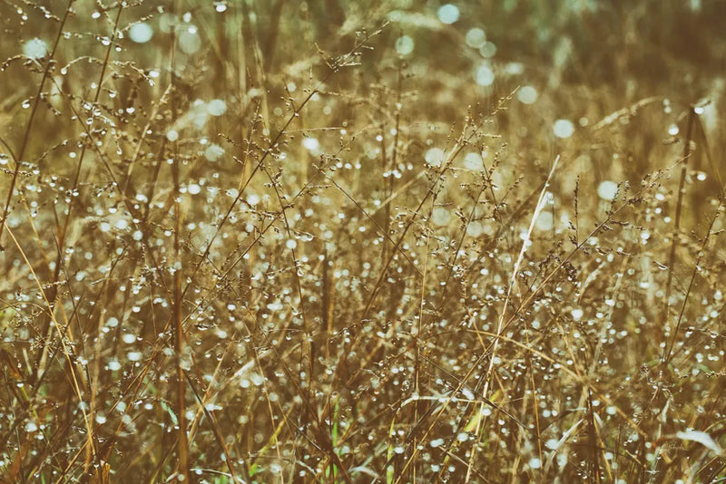 Dew on Grasses by Aledanda. SKU 63215i. Archival Giclee Fine art print for wall decor.