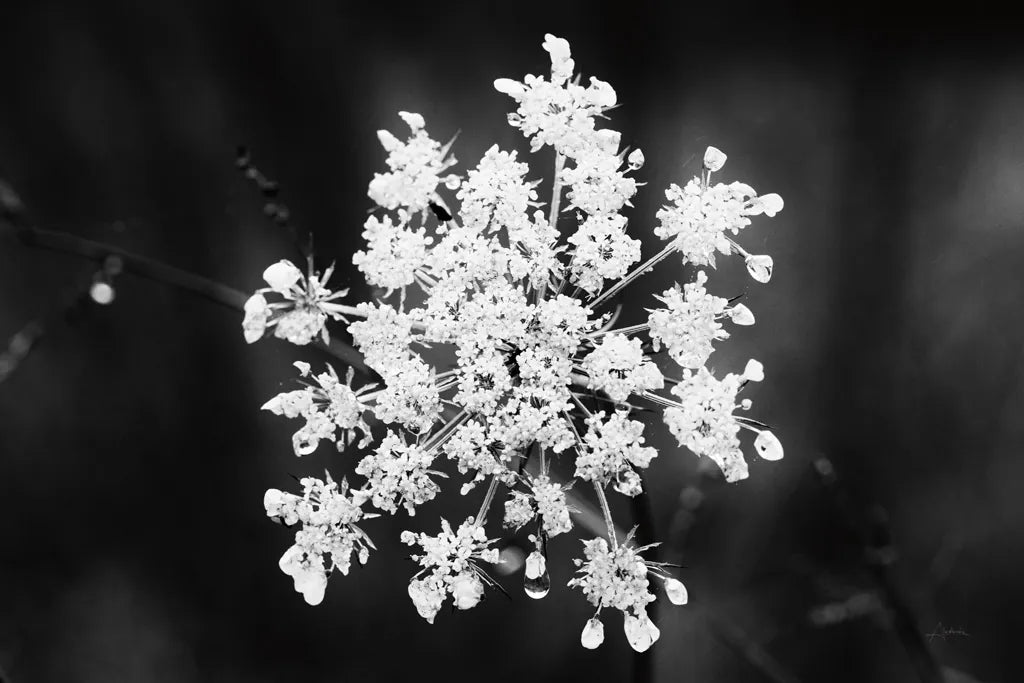 Diamond Brooch by Aledanda. SKU 55298i. Archival Giclee Fine art print for wall decor.